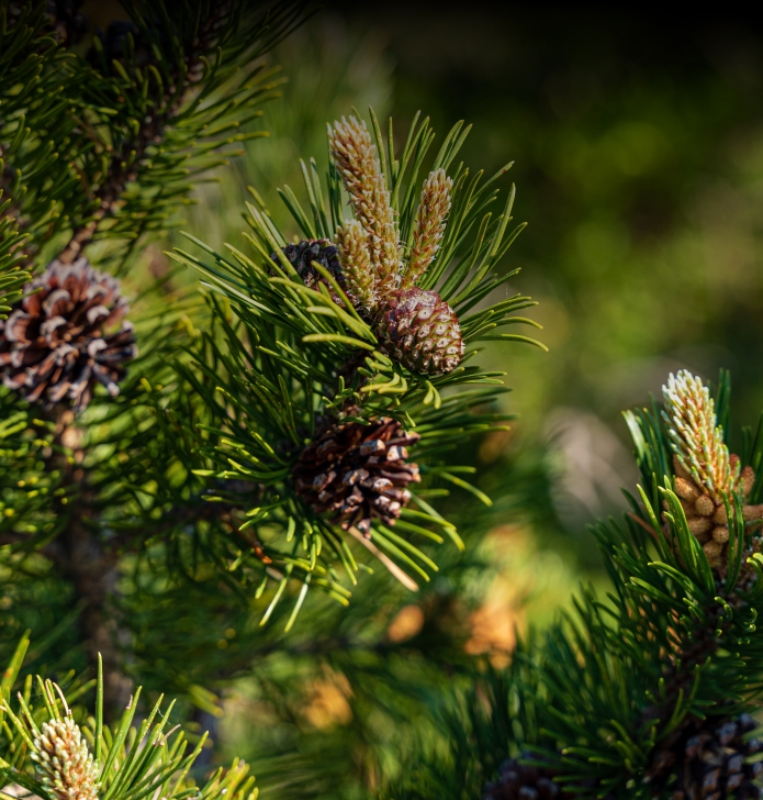 Хвойный сквер прямо во дворе дома Хвойный сквер прямо во дворе дома